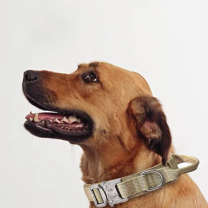 Tactical Training Collar, Leash Set or Separately