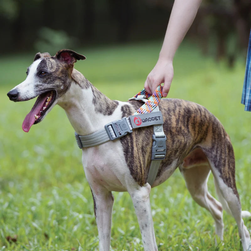 Chest Strap Nylon Harness, Adjustable