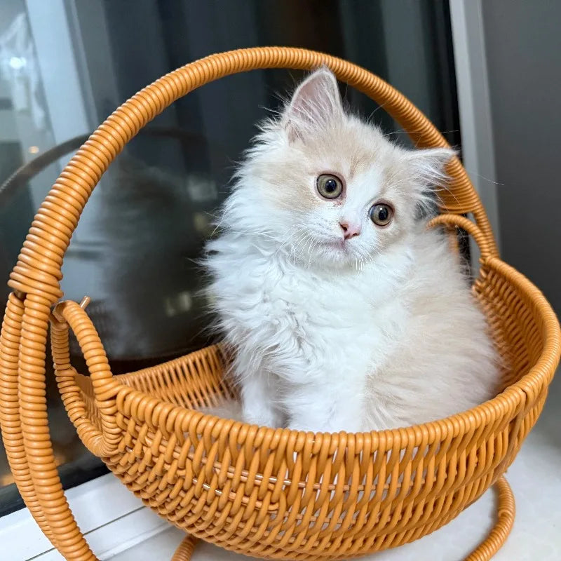Rattan Hammock Indoor Hanging Cat Bed