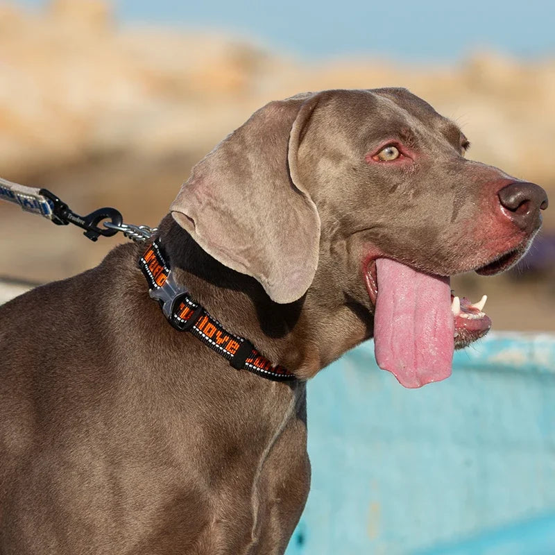 No-Pull Stainless Steel Nylon Dog Training Collar