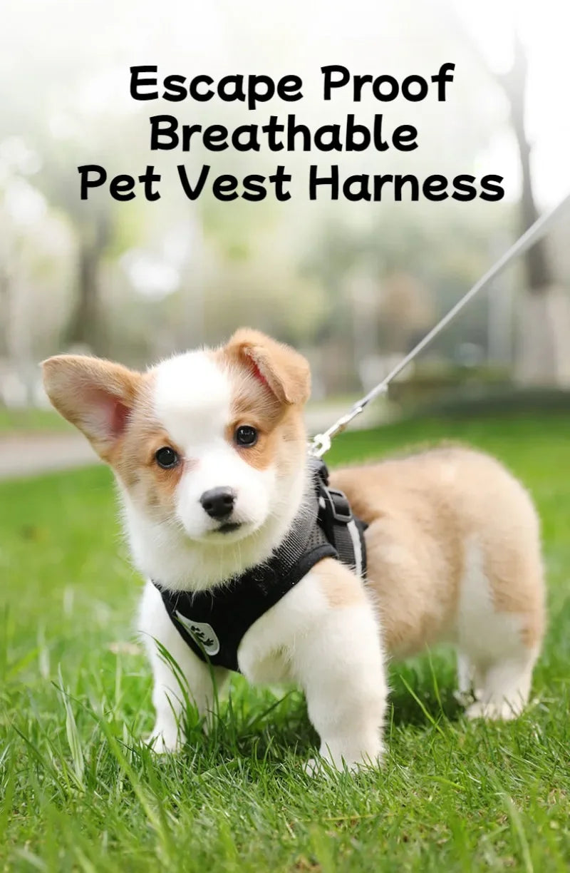 Dog Mesh Adjustable Harness & Leash