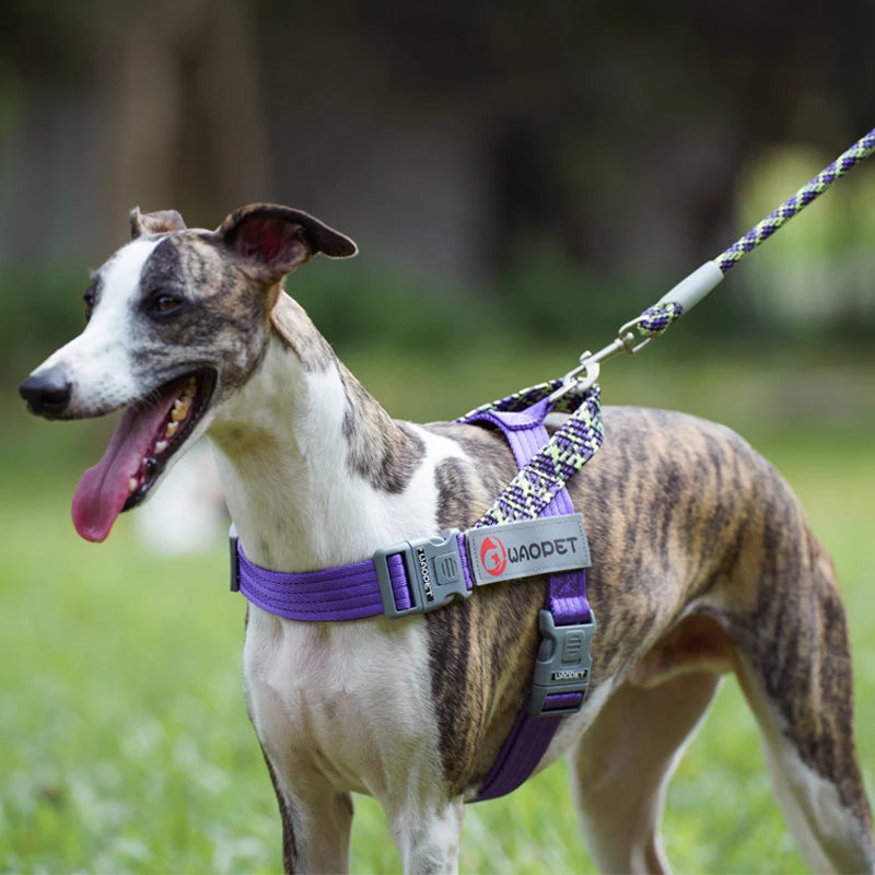 Chest Strap Nylon Harness, Adjustable