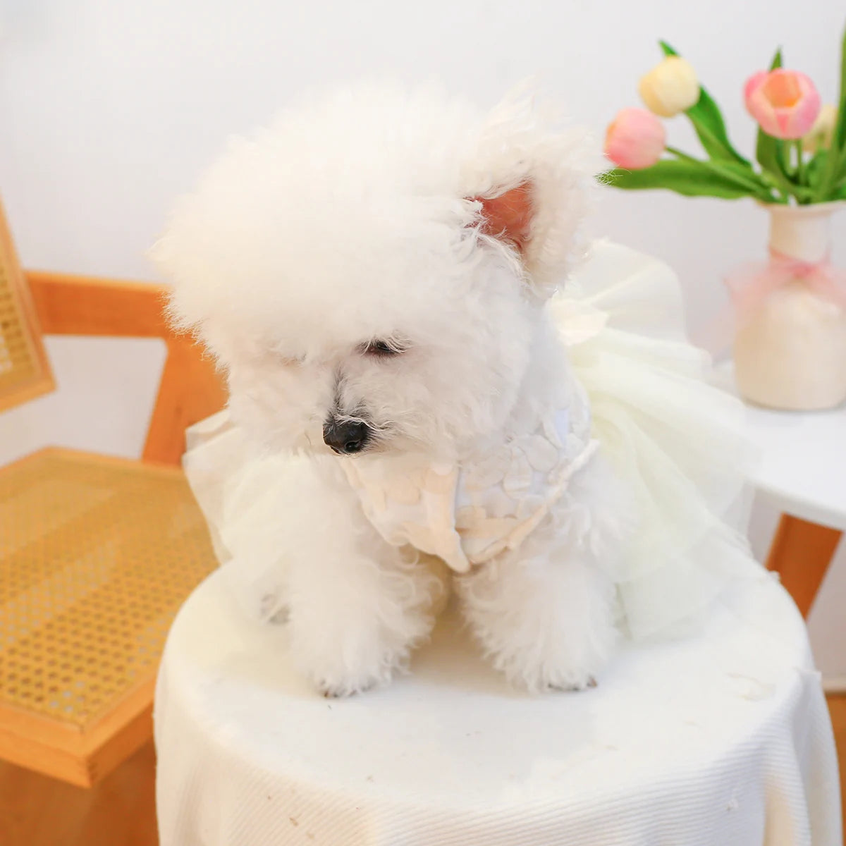 Couture Pet Wedding, Princess Dress