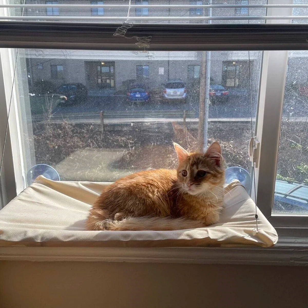 Window Seat Cat Bed; Aerial Hanging Hammock