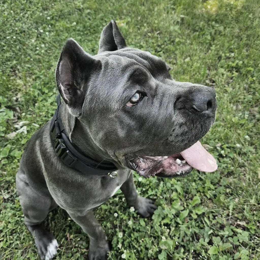 Military-Grade Tactical Dog Collar with Handle