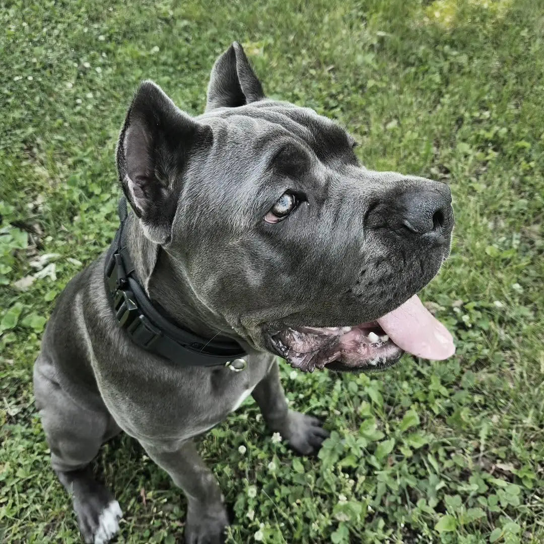 Military-Grade Tactical Dog Collar with Handle