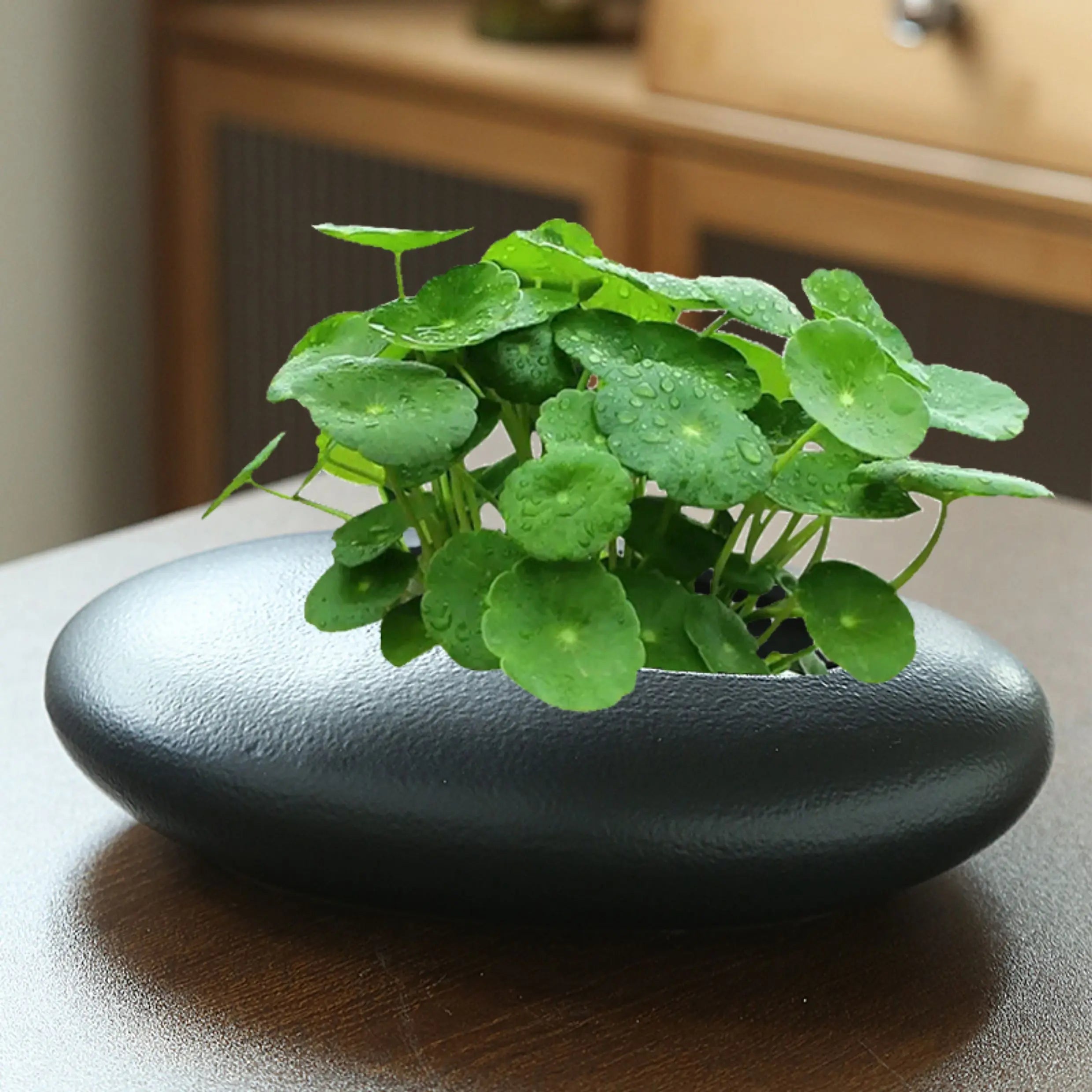 Modern Minimalist Ceramic Pot; 2 Sizes, 2 Colors