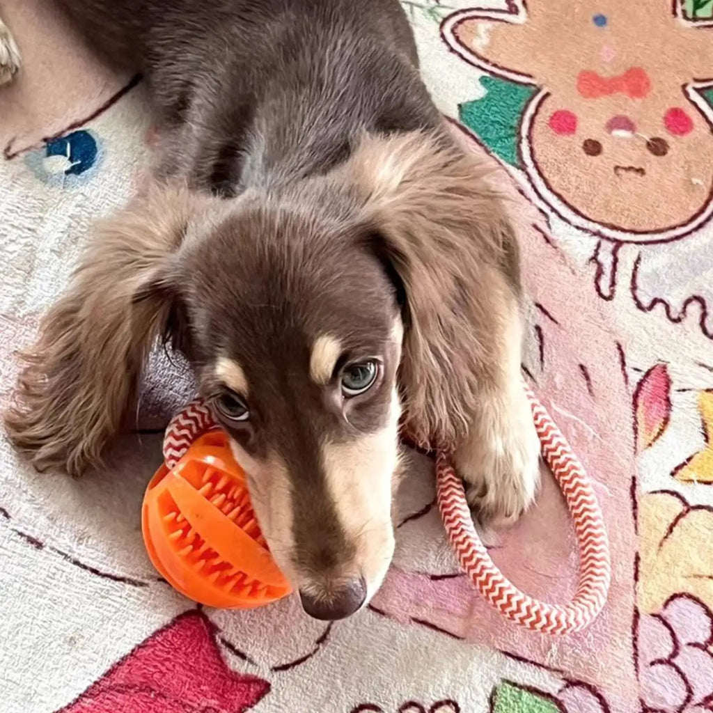 Dog Training Treat Ball, Interactive Educational Toy