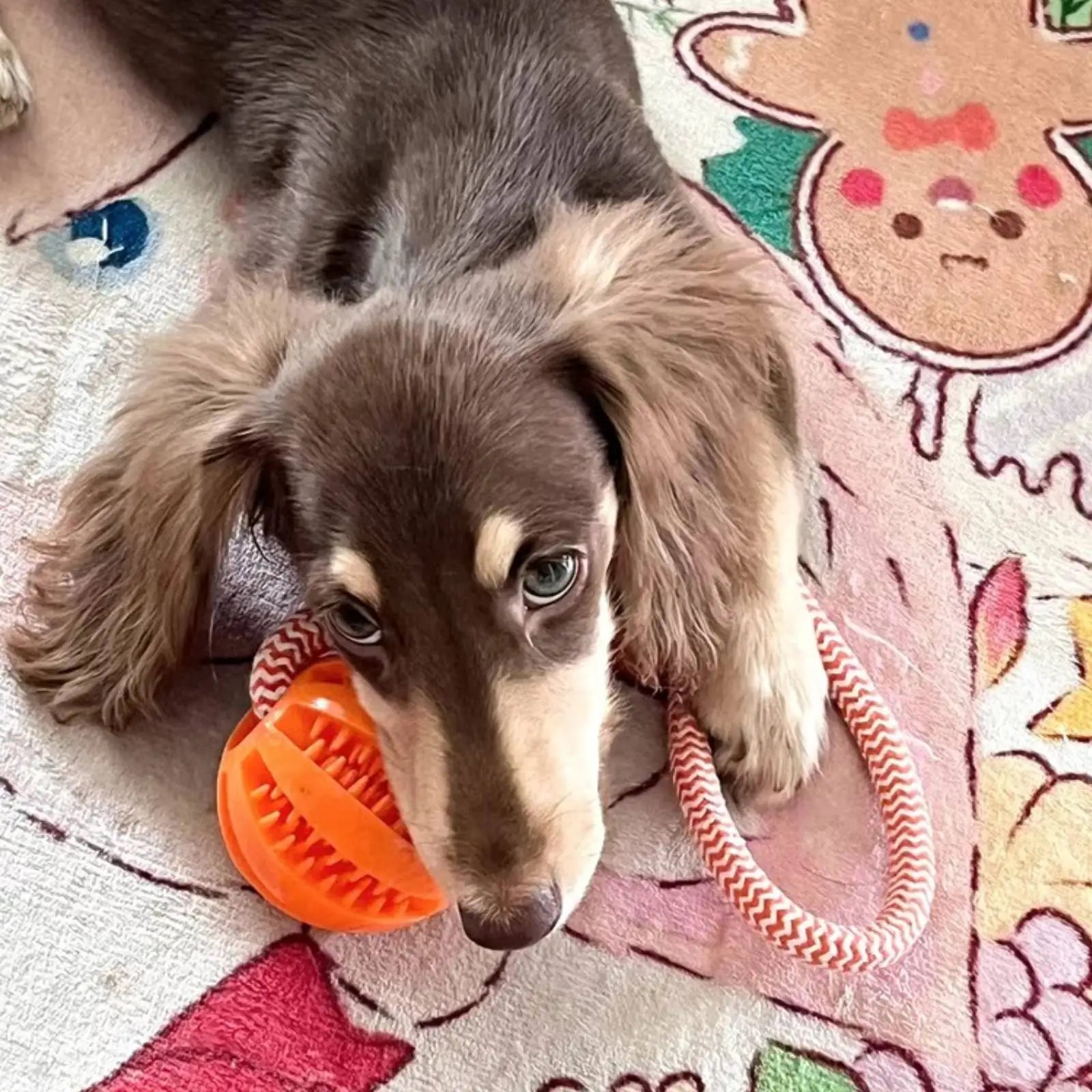 Dog Training Treat Ball, Interactive Educational Toy
